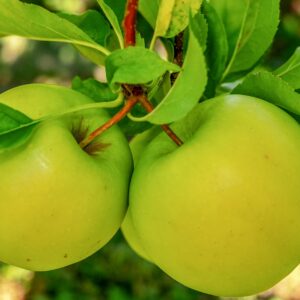 Home couleur apples 3672082 1920
