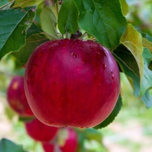 Home royal delicious apples (red)