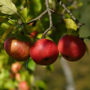 Home hans apple 10491 1920