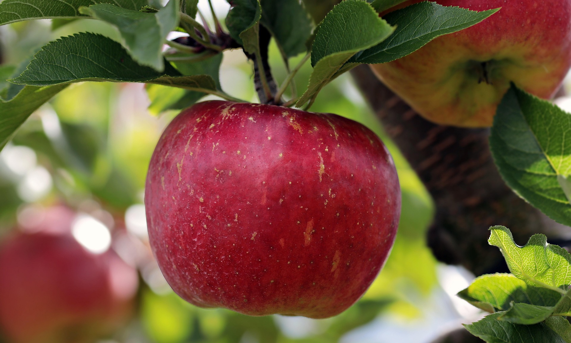 fuji apple fuji apple