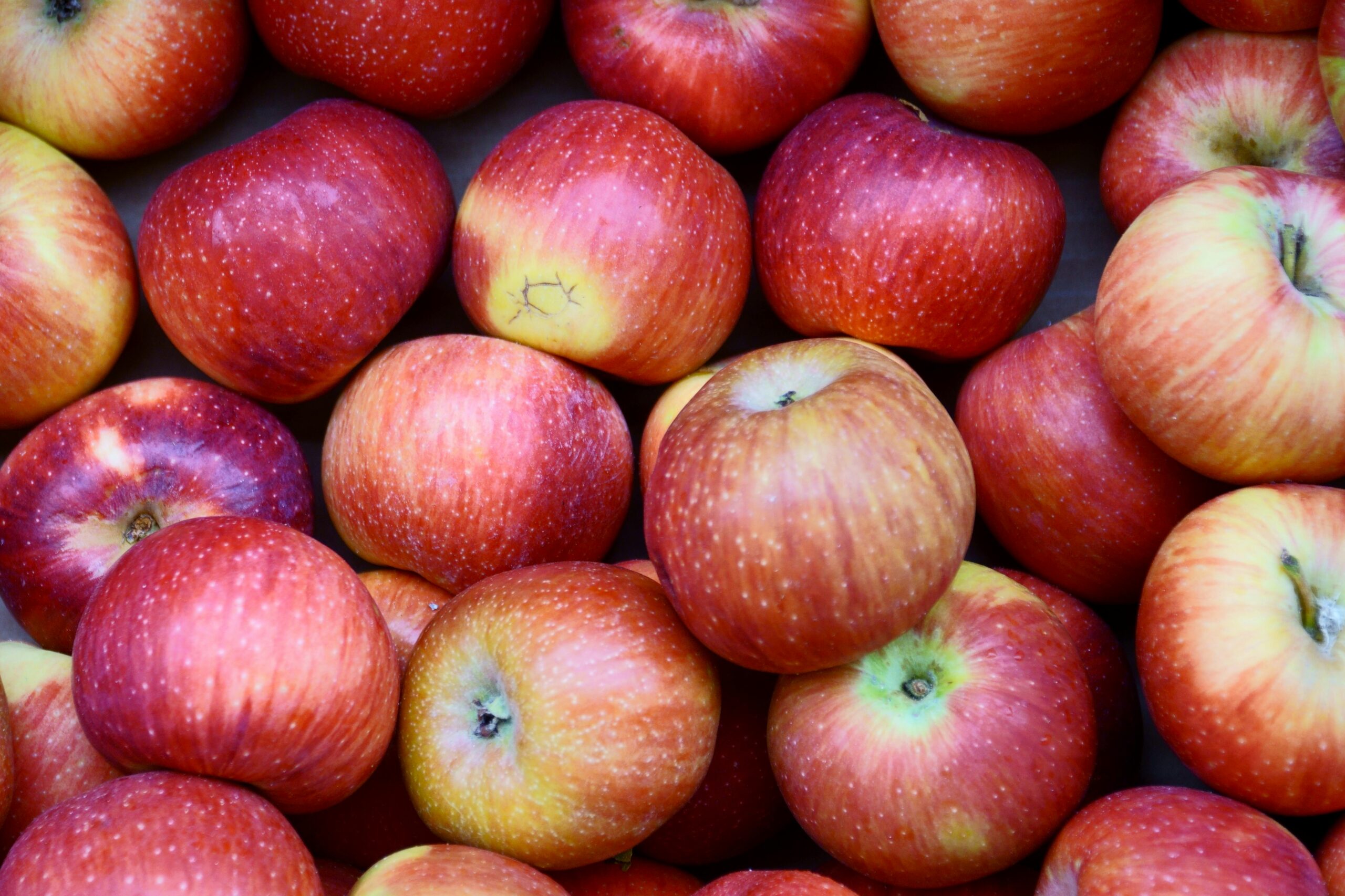fuji apple fuji apple