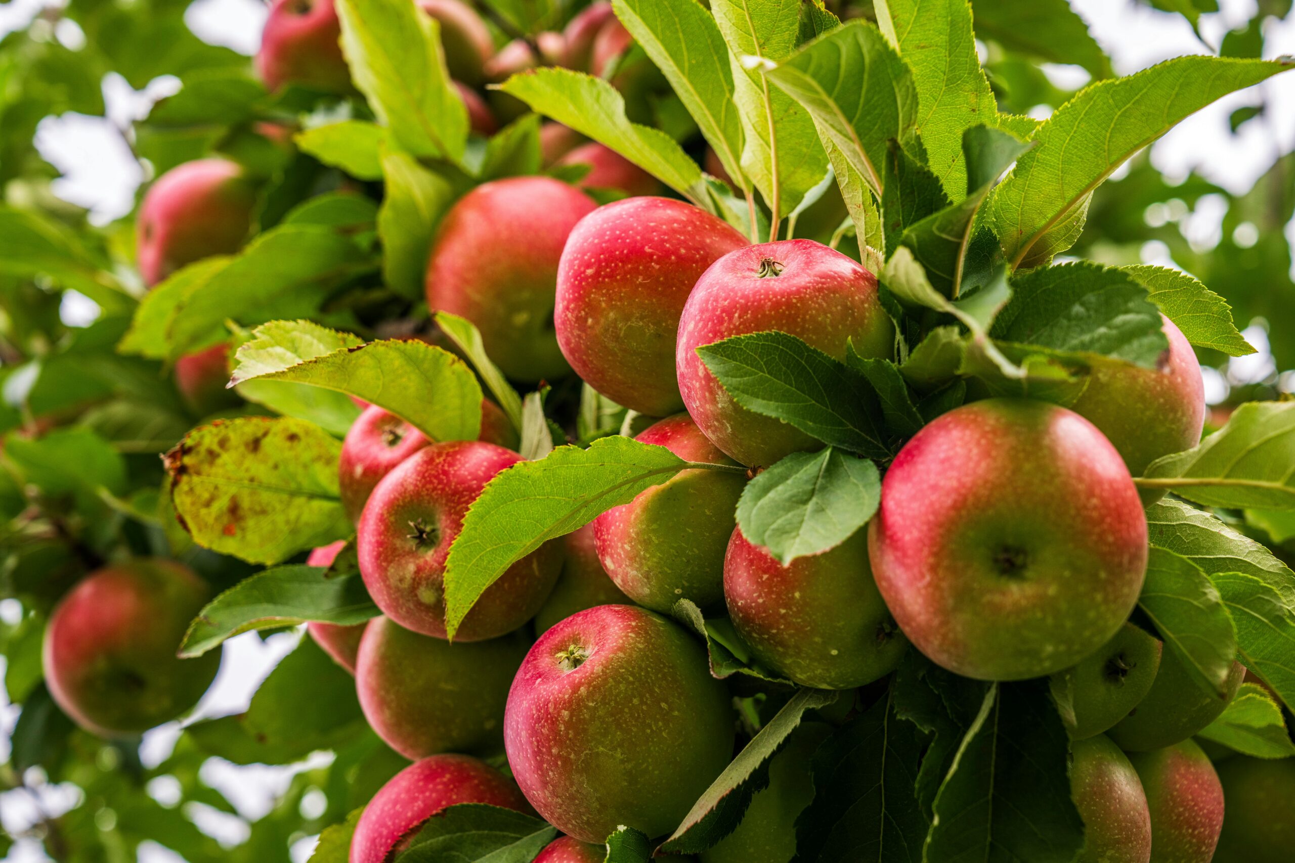 pexels nc farm bureau mark 28387805